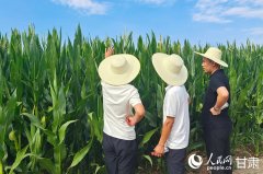 降本增效提质减产 核不育制种手艺帮力种业高质